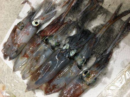 ライトエギング