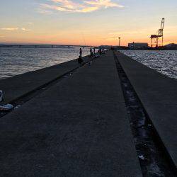 ポーアイ沖サゴシ タチウオ