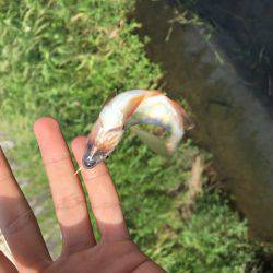 オイカワめっちゃ綺麗