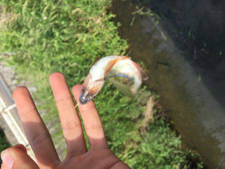 オイカワめっちゃ綺麗