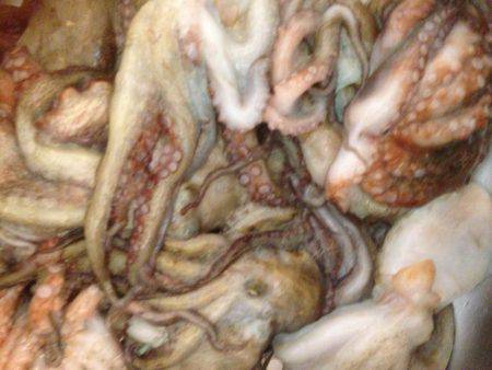 安定のタコ釣り16