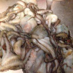 タコ釣り終盤10