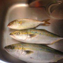 ハマチツーシオワン