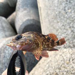 穴釣り、ライトエギング