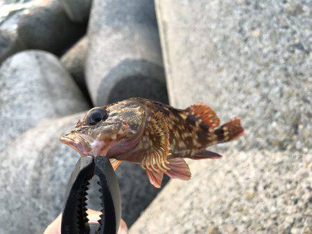 穴釣り、ライトエギング