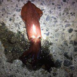 ケンサキイカ 大爆釣