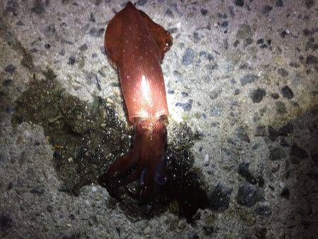 ケンサキイカ 大爆釣