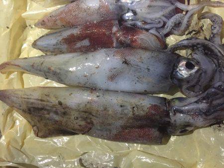 ケンサキイカ！