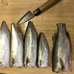 イカはどこに？