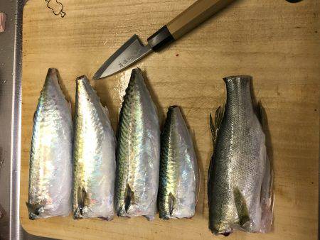 イカはどこに？