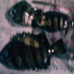 新宮港は小サバばかり