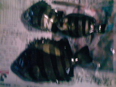 新宮港は小サバばかり