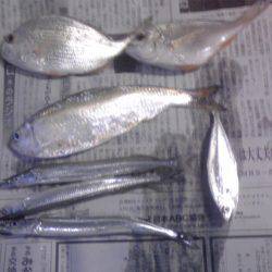 豆アジとワタリガニ