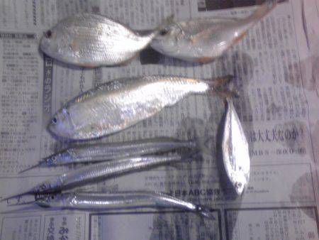 豆アジとワタリガニ