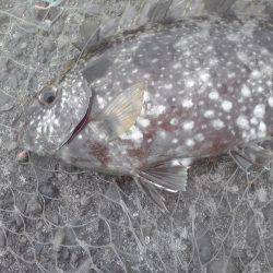 グレ3枚、アイゴ2枚、豆アジ14匹