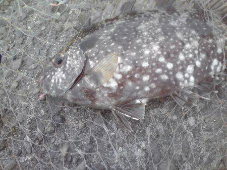 グレ3枚、アイゴ2枚、豆アジ14匹