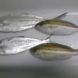 メッキ１２匹ほか