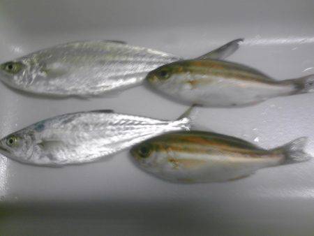 メッキ１２匹ほか