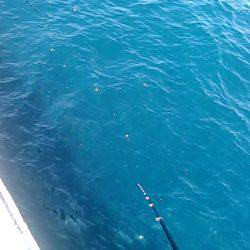 浜田　伍八波止でヒラマサ狙い