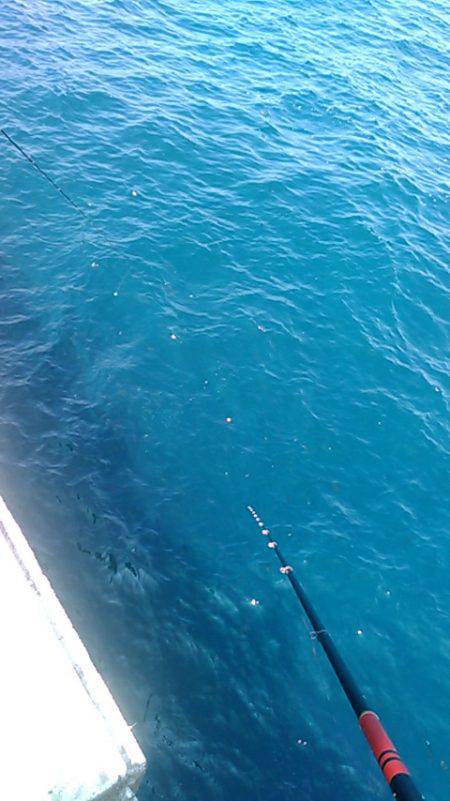 浜田　伍八波止でヒラマサ狙い