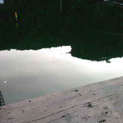 海上釣り堀レインボーでヒラマサ、カンパチ狙い