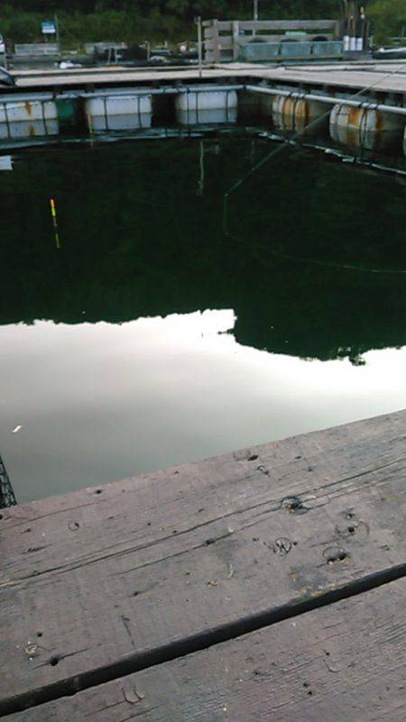 海上釣り堀レインボーでヒラマサ、カンパチ狙い