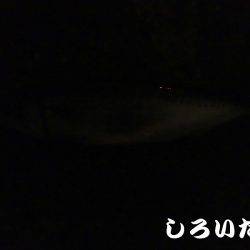 今日も釣りたい大サバ！