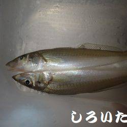 今日はキス狙い。