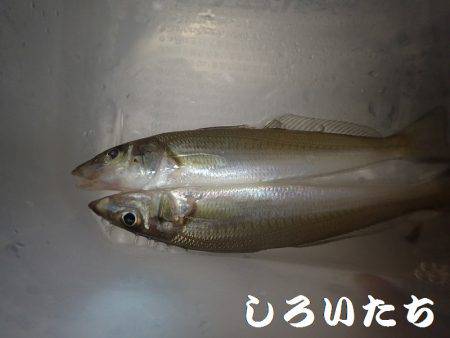 今日はキス狙い。