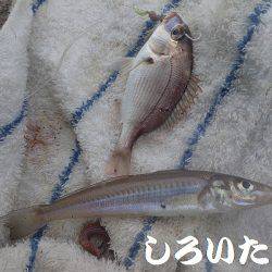 アコウ、キス、チャリコ、アジ、シオ、グレなどなど良く釣れました。