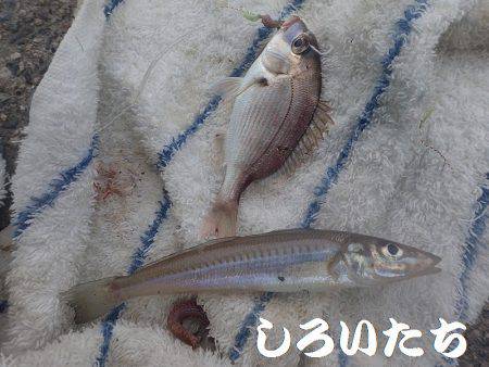 アコウ、キス、チャリコ、アジ、シオ、グレなどなど良く釣れました。