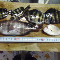 小サババカ釣り