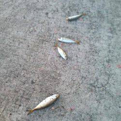 良型クロダイ4枚&メジナ30cm!!