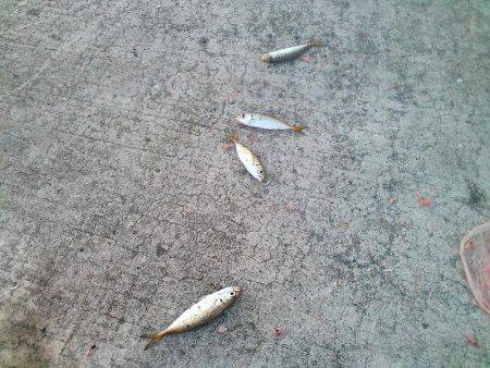 良型クロダイ4枚&メジナ30cm!!