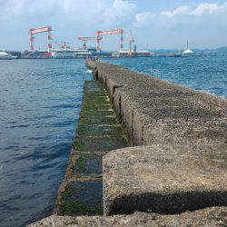 ガシラポンポン