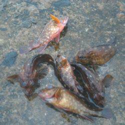 悪天候ガシラポンポン