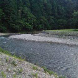 台風後の上桂川花背地区の鮎