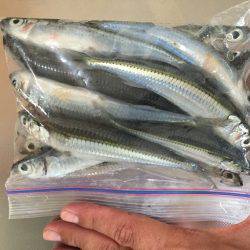 トウゴロウイワシ