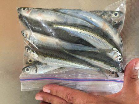 トウゴロウイワシ