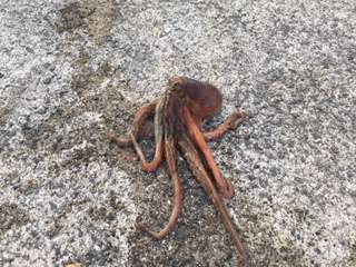 ジギングで・・・タコ。