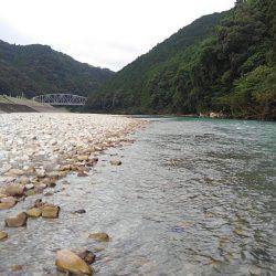 濁った古座川で鮎数尾・・・