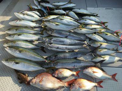 ミタチ丸 釣果
