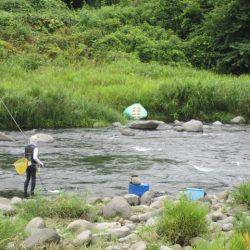 狩野川(狩野川漁業協同組合) 釣果