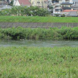 狩野川(狩野川漁業協同組合) 釣果