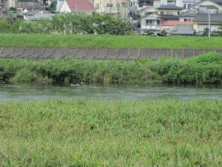 狩野川(狩野川漁業協同組合) 釣果