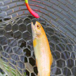 小菅トラウトガーデン 釣果