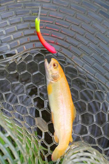 小菅トラウトガーデン 釣果