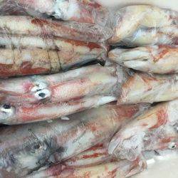 幸風（さちかぜ） 釣果