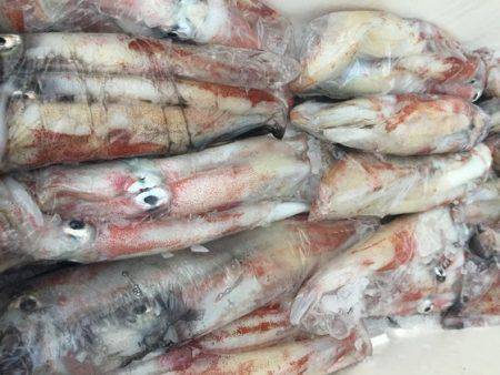 幸風（さちかぜ） 釣果