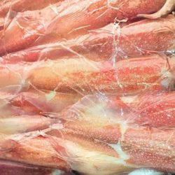 幸風（さちかぜ） 釣果